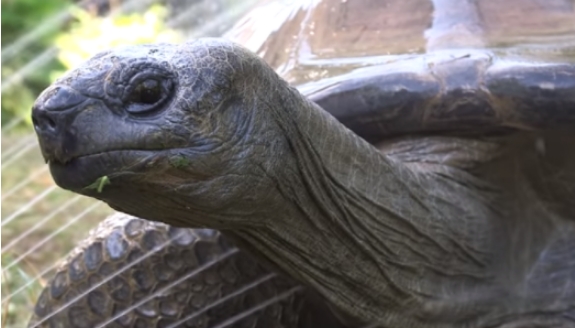 Riesenschildkröte Schurli stirbt im Alter von 130 Jahren – war bei den Besuchern sehr beliebt